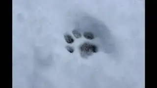 From the Archives - Winter Animal Tracks