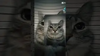 cat 3