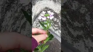 Propagating Verbena: from cutting to pot #garden