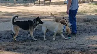 Denver C-Bar-C Dog Park 1st Visit #yellowlab #labrador