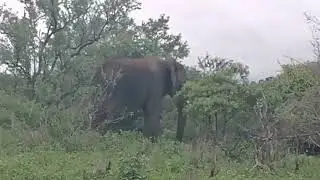 What a beautiful moment with this giant Elephant Kruger national park 