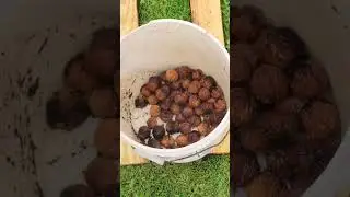 How To Process Black Walnuts (NO MESS!) #blackwalnut #fall2023 #live