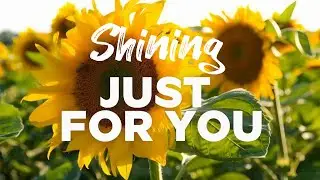 Fields of Gold: The Beauty of Yellow