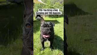 This Frenchie Living His Best Life 🐾🌲 #dog #family #adventure #outdoor #frenchie