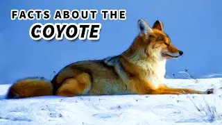 Coyote Facts: HOW to tell a COYOTE from a FOX or a WOLF (and more!)