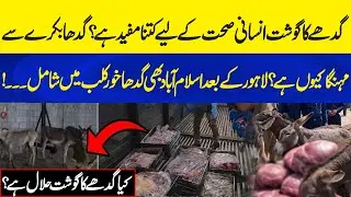 Is Donkey Meat Halal? Health Effects, High Prices & Rising Trend in Pakistan | Shocking Insights!