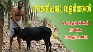 VECHOOR COW l COW FARMING IN KERALA l NADAN PASHU VALARTHAL l നാടൻ പശു വളർത്തൽ