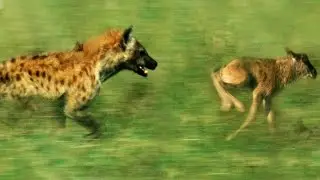 deer escape from hyena and leopard