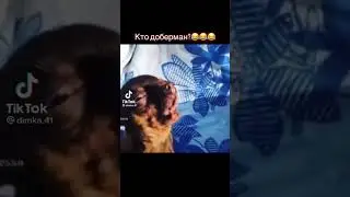 СОБАКА ДОБЕРМАН В ДУШЕ