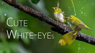 Birds of Yunnan. Cute White-eye Special | Birding in China