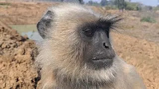 Gentle Monkey Takes Biscuit | Heartwarming Wildlife Moment 🐒❤️