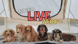 【犬７頭と暮らすおっさん】新しい仲間と共に久しぶりのLIVE