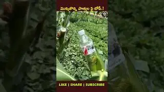 Why Farmers Put Plastic Bottles on Corn Cobs! 🌽😲 #ytshorts #viral #facts