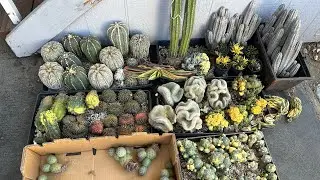 8/2 unbox: matucanas, abdelkuri, astro, gymno, Tephro&hellip;. All about rare cactus 🌵 today ❤️