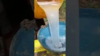 Palm wine || a day in my life with a palm wine tapper #palmwine #alcohol #wine