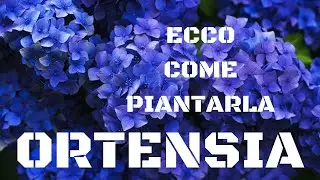 Ortensia ecco come piantarla