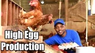 HIGH EGG PRODUCTION WAYS. How to start a profitable Chicken farm