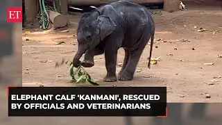 Kerala: Kanmani, an abandoned elephant calf, nursed to health by veterinarians and forest guards