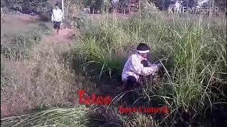 Tatoo boys comedy, Two farmers fighting for grass in farm.