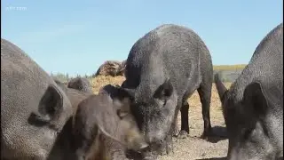&lsquo;Super pigs&rsquo; from Canada raise new concerns for U.S. farmers and ranchers