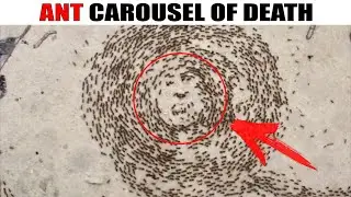 A strange phenomenon, ants run around in circles until they all die! And that's why