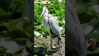 Wood Stork Bird River Water