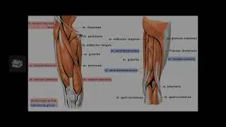 Knee Joint Project