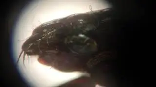 the eyes of whirligig beetles