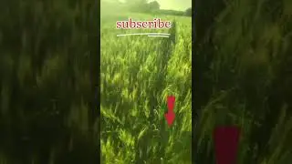 #Sholapur kheti #🌾🌾🌾