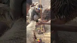 The most dangerous weapon in the forests of Tanzania #facts #trending #animals #youtubeshorts #tr...