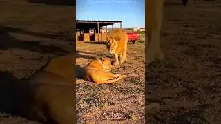 &ldquo;The Lion Tried to Approach the Lioness&hellip; What Happened Next 😳&rdquo; #manlee #shorts