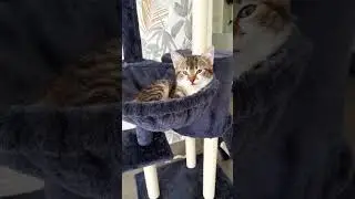 A kitten falls asleep. Le chaton s'endort.