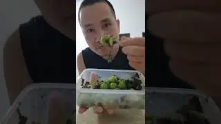 mận chua l&egrave; cvua l&eacute;c đ&ecirc;