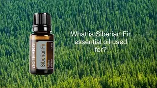 siberian fir video
