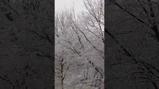 #Frozentrees #Frozenbeauty
