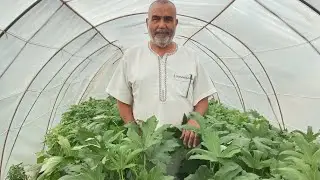 زراعة الباميه مغطاة والامراض التي تصيبها