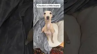 Italian greyhounds a little insane but a lot of fun! Especially Claudia #italiangreyhound #dog
