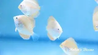 Red Spider Discus Fish Babies