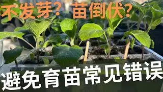 【育苗】避免育苗常见错误. 不发芽？ 苗徒长？ 苗猝倒？seed starting mistakes