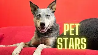 Amazing Dogs: Netflix Pet Stars Kronos the Australian Cattle Dog and Terra the Australian Shepherd