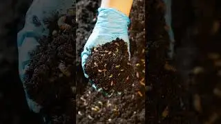 What is BSF frass, and how is it made?