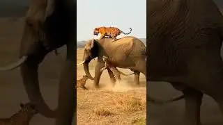 Tiger Rides Elephant While Leopards Try to Grab It🐘🐯🐆