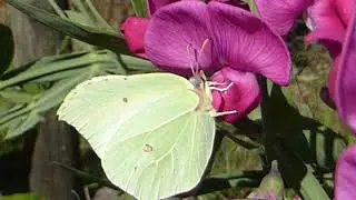 Brimstone Butterfly -  Gonepteryx rhamni - on  Lathyrus latifolius - Fi&eth;rildi - Ilmbaun - Skord&yacute;r