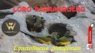 LOROS BARRANQUEROS en Viedma, Prov. de Rio Negro y en el sur de la Prov. de Buenos Aires.