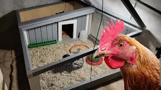 DIY Broody coop. How I Made a Chicken Coop to my Broody Hen. (plans included)