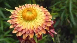 Everlasting flower - Xerochrysum bracteatum - Eil&iacute;f&eth;arbl&oacute;m - S&oacute;largull - Papp&iacute;rsbl&oacute;m -  Sumarbl&oacute;m