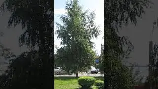 Берёза. | Birch - 1 #Shorts