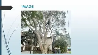 Best Tree Pruning in Upper Coomera
