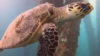 Snorkeling in Vieques with Crystal Clear