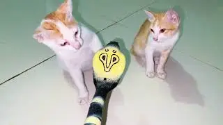 Kitten playing with a rubber snake #cat #cute #kitten #fyp #funny